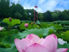 -陈家山荷花公园