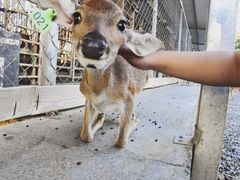 -鹿境梅花鹿生态园区