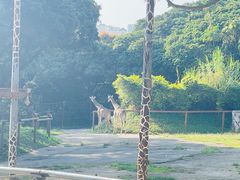 -深圳野生动物园