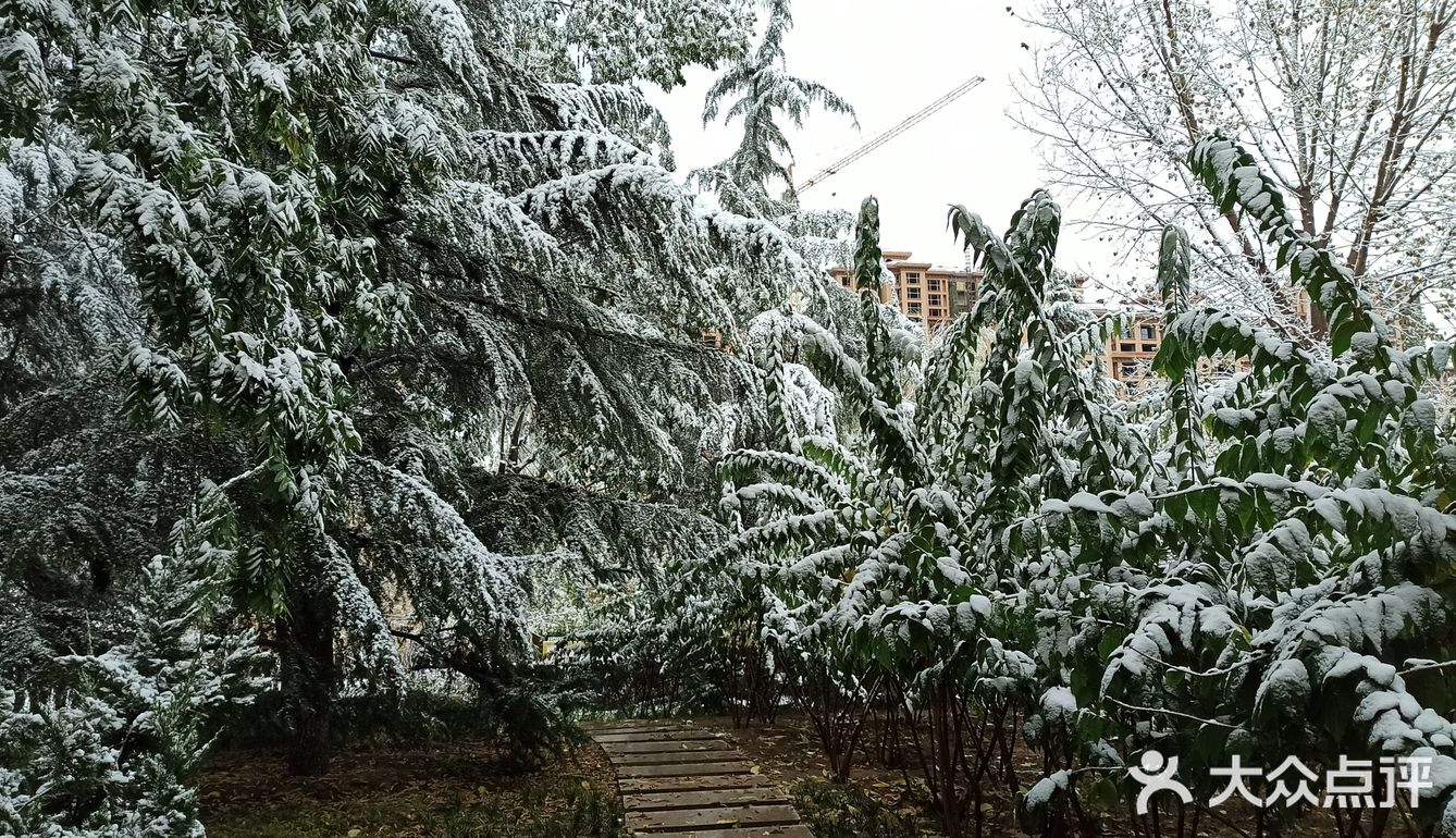 东环公园雪景和黄叶
