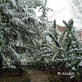 东环公园雪景和黄叶