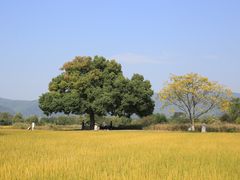 -良渚古城遗址公园