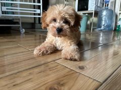 -瑞派蒂凯宠物医院·免疫点·宠保定点