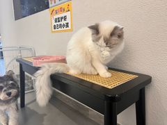-琪喵猫屋·撸猫猫咖·猫舍