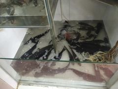 -苗家恒灵酸汤鱼-跳水牛肉连锁店(凯里总店)