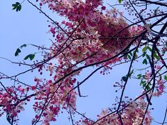 -深圳国际园林花卉博览园