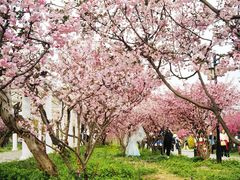 -苏州上方山国家森林公园