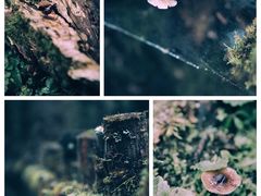 -硗碛藏寨·神木垒景区