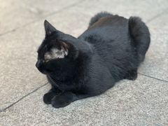 -龙华素斋(龙华路店)