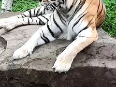 -哈尔滨北方森林动物园