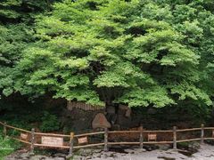 -关门山森林公园