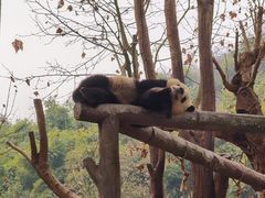 -都江堰中华大熊猫苑