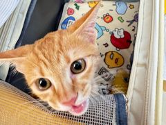 -瑞派康怡24h宠物医院·犬猫医疗中心·微创绝育(瑞景分院)