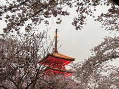 -武汉大学-樱园