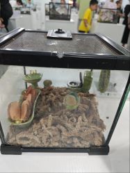 -神奇动物撸宠馆·羊驼·小浣熊·异宠(豫园店)