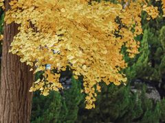 -苏州文庙(姑苏区)