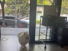 -伟伟宠物医院·CT影像中心·瑞派犬猫综合性门诊(汉口总院)