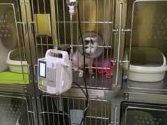 -瑞鹏宠物医院·爱宠堂·骨外专科(西荷分院)