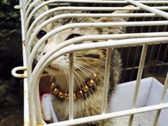 iphone_upload_pic-海边的猫和咖啡馆