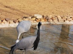 -秦皇岛野生动物园