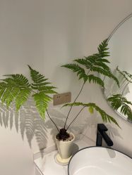 -WENDY·温迪皮肤管理