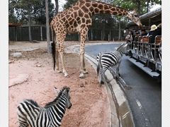 -清迈夜间动物园