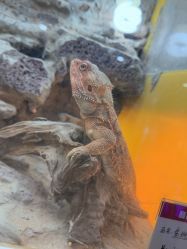 -神奇动物撸宠馆·羊驼·小浣熊·异宠(豫园店)