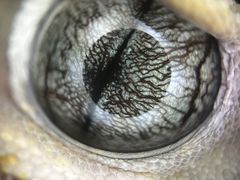 -酷以爬仙阁实体爬宠店·守宫·蜥蜴·专业繁育