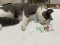 -灵美宠物诊所