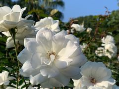 -人民公园(罗湖区)