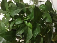 -王家渡火锅店(棕榈泉店)
