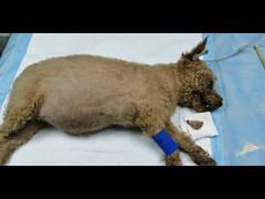 -pd派德宠物中心医院24H急重症·眼科中心·血液透析中心(嵩山北路店)