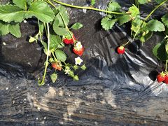 -昌平兴寿秀秀草莓采摘园