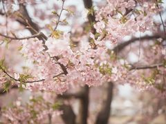 -上海辰山植物园