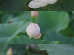 -沙湖公园