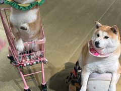-逗柴咖啡屋·狗咖猫咖宠物桌游