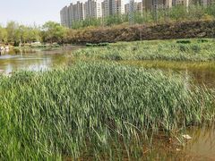 -前关湿地公园