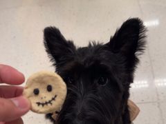 -帕帕拉兹宠物(亚洲旗舰店)