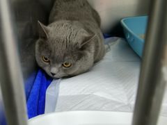 -中农国际动物医院24小时·猫科·骨科·急重症中心