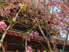 -南汇桃花村