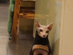 -猫色咖啡·猫咖