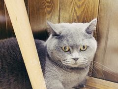-逗柴咖啡屋·狗咖猫咖宠物桌游