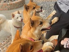 -柴犬高等学院·狗咖·柴犬售卖·宠物训练