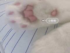 -瑞派宠物医院·24h·骨外科·皮肤科·全科宠物医疗转诊中心(沈阳浑南院)
