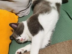 -lincat·猫舍(广州店)