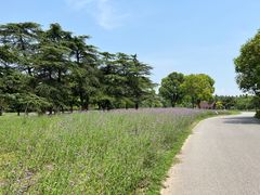 -上海滨江森林公园