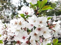 -新虹桥中心花园