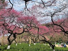 -杭州植物园