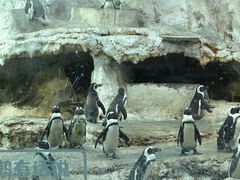 -帝企鹅自助餐厅•儿童岛•真企鹅(长隆企鹅酒店)