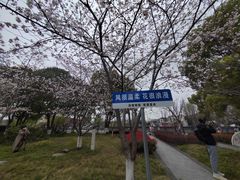 -高东镇樱花园